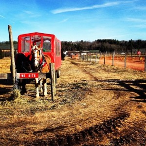 Our ride at the tree farm!